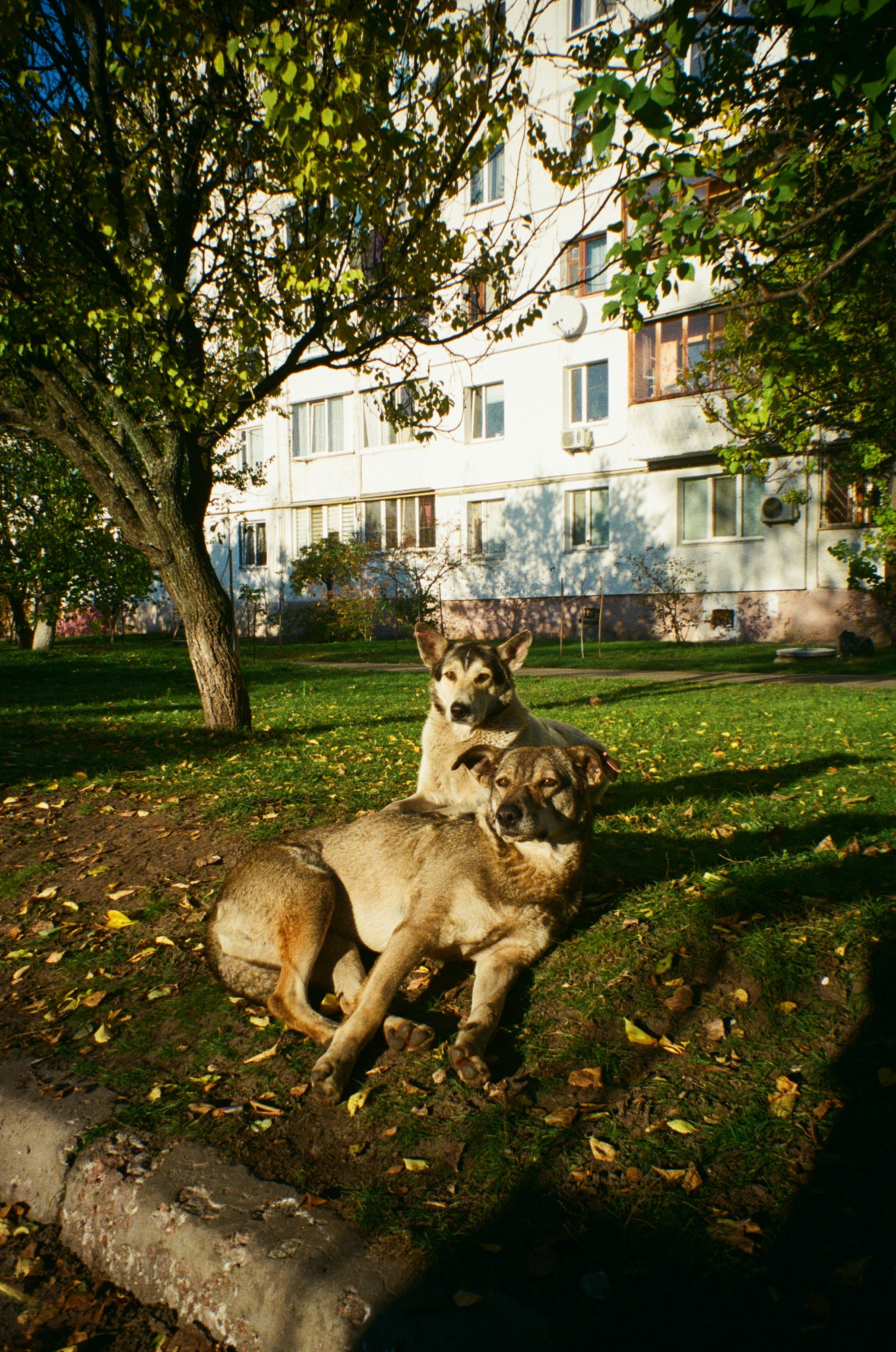 brown and black dogs on green grass field during daytime